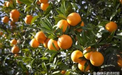 橙子树适合种在屋前吗？（橙子风水代表什么含义）