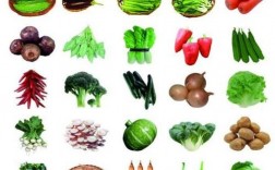 蔬菜的所有名称有哪些？