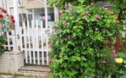 蔷薇种在院子里的什么位置合适？
