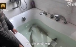 在浴缸里养鱼好吗？