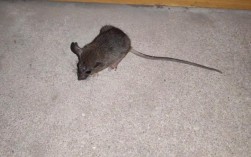 半夜家里进来一只老鼠蹲在地上一动不动是什么征兆？