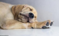 梦见家里狗狗睡觉的含义及解析