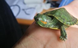 乌龟变大变小什么意思？