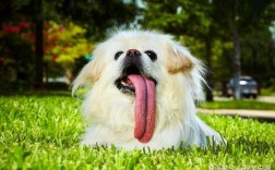 家中可以放吐舌头大狗吗？