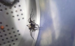 大肚子蜘蛛有毒吗？
