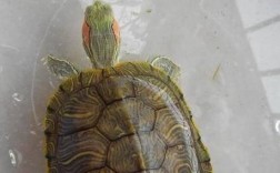 家里怎么繁殖乌龟？