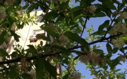 开白花的树是什么植物？