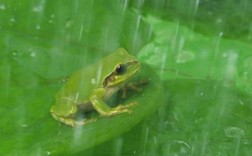 下雨时，家院内有蛙叫声，有蛙对家庭是否好？