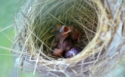 家里有鸟筑巢并且孵化小鸟好不好？