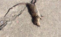 为什么总有死老鼠出现在我家门口啊？