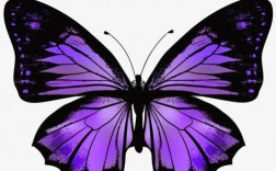 紫色的蝴蝶代表着什么？