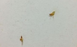屋里有很多像蚂蚁一样的虫子、该怎么清除？