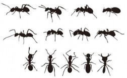 蚂蚁代表什么意思？