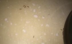 家里突然有很多蚂蚁怎么回事？