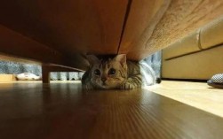猫咪第一次进家里躲在了床底下，怎么办？