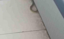 夜里偶然发现一蛇在屋里？