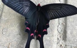 家里飞进了一只庞大的黑蝴蝶？