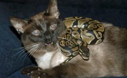 家里的猫抓蛇：解梦知识及其意义