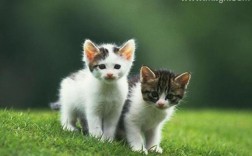 梦见两只小猫跑家里来，是什么寓意？解梦知识揭秘