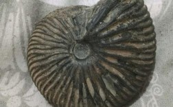 为什么家里不能放海螺化石？