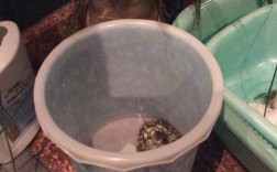 水桶能养龟吗？
