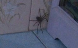 为什么家里突然多了很多蜘蛛,对人没事吧？