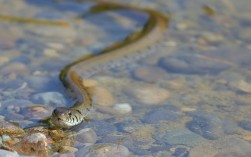 水里一般都会有什么蛇？