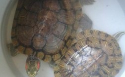 家里养了两只巴西龟，要怎么办？