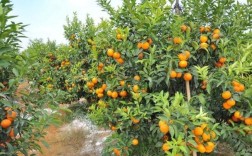 柑橘新品种“明日见”有种植潜力吗？（紧实含义）