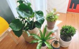 适合放在家里的小盆栽植物，给你的家带来自然的氛围