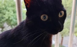 黑猫为什么叫风水猫？