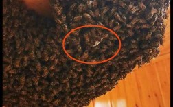 家里突然来了一群蜜蜂是什么征兆？