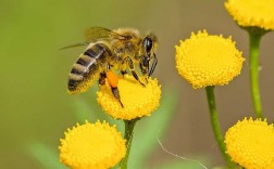 蜜蜂寓意是什么意思？（蜜蜂  含义）