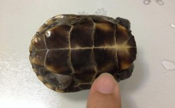 家里能放乌龟壳吗？