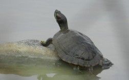 乌龟为什想出水？