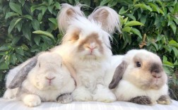 一兔一家人是什么动物？