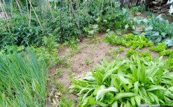 菜园里面有什么蔬菜简单描写？