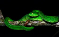 绿蛇是毒蛇吗？