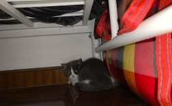 流浪猫躲在家床底该怎么办？
