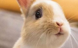 萌了个兔的含义是什么？（萌子的含义）
