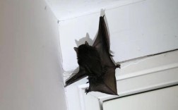 现在，一只蝙蝠飞到我房间里来了，趴在角落不走了，求救？