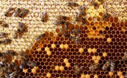 为什么蜜蜂在家里筑巢？