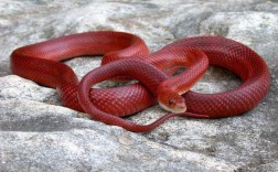 红色蛇和青蛇哪个是家蛇？
