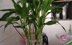 家里可以养几盆富贵竹？