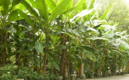 家庭种植芭蕉树的种植方法？