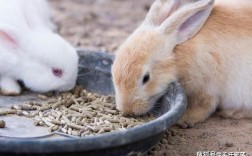 哪三种人不能养兔？