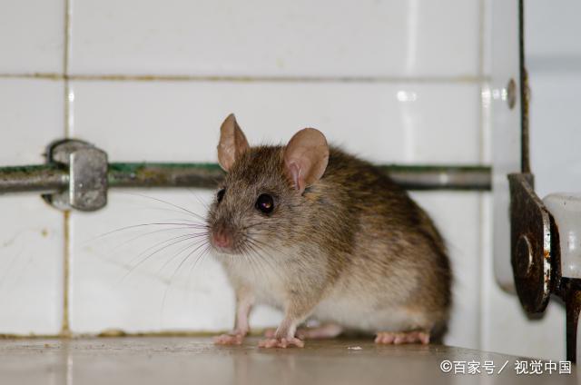 家里有老鼠有什么讲究？如何应对家中老鼠问题？-图2