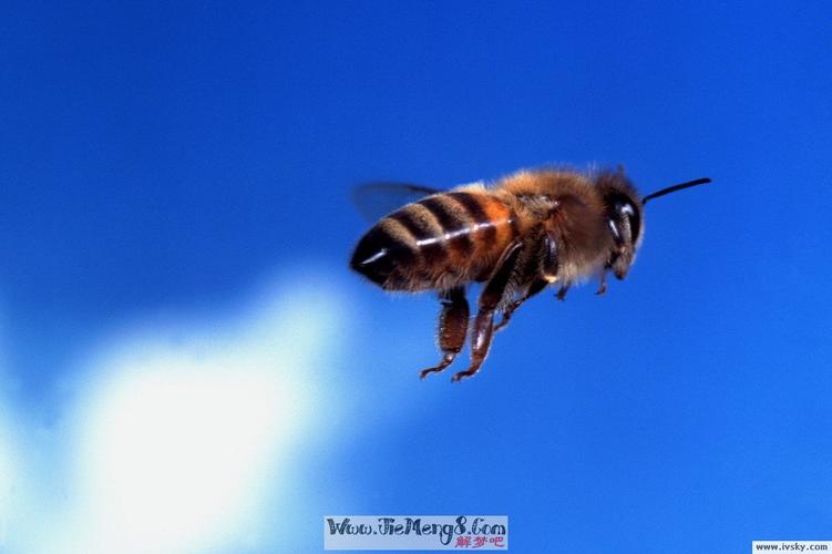 梦见家里有一窝蜜蜂：解梦知识与寓意-图3