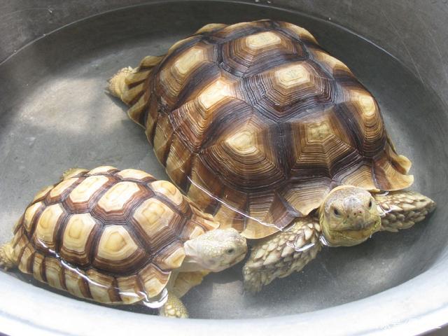 家里养什么龟好吗？探讨适合家庭养殖的龟类宠物-图3