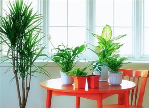 家里栽什么花风水好？提升居家生活质量的植物选择指南-图2